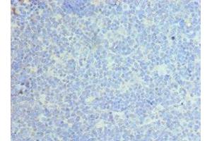 Immunohistochemistry of paraffin-embedded human tonsil tissue using ABIN7146051 at dilution of 1:100