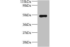 Western blot All lanes: Avpr1a antibody at 2 μg/mL + Mouse spleen tissue Secondary Goat polyclonal to rabbit IgG at 1/10000 dilution Predicted band size: 48 kDa Observed band size: 48 kDa (AVPR1A anticorps  (AA 7-52))