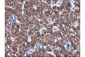 Immunohistochemical staining of paraffin-embedded Human liver tissue using anti-CYP2A6 mouse monoclonal antibody. (CYP2A6 anticorps)
