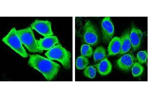 Confocal immunofluorescence analysis of methanol-fixed HepG2 (left) and Hela (right) cells using GAPDH antibody (green), showing cytoplasmic localization. (GAPDH anticorps)