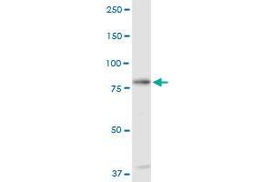C1S MaxPab rabbit polyclonal antibody.