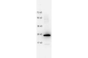Image no. 1 for anti-Interleukin 27 (IL27) antibody (ABIN1102483) (IL-27 anticorps)