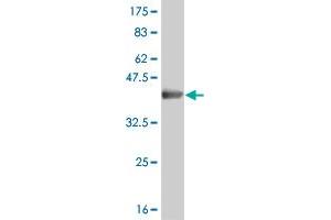 Western Blot detection against Immunogen (36.