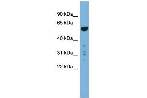 WB Suggested Anti-PTDSS2 Antibody Titration:  0. (PTDSS2 anticorps  (N-Term))