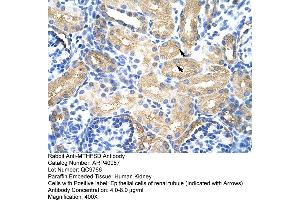 Rabbit Anti-MTHFSD Antibody  Paraffin Embedded Tissue: Human Kidney Cellular Data: Epithelial cells of renal tubule Antibody Concentration: 4. (MTHFSD anticorps  (N-Term))