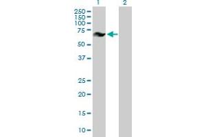 Western Blot analysis of GRK6 expression in transfected 293T cell line by GRK6 MaxPab polyclonal antibody. (GRK6 anticorps  (AA 1-589))