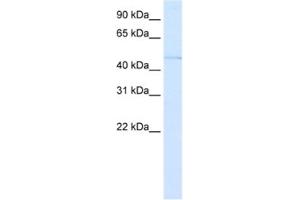 Western Blotting (WB) image for anti-Paired Box 3 (PAX3) antibody (ABIN2460551) (Paired Box 3 anticorps)