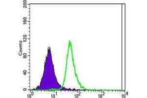 Flow cytometric analysis of Jurkat cells using SLC22A1 mouse mAb (green) and negative control (purple).