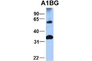 Host:  Rabbit  Target Name:  A1BG  Sample Type:  721_B  Antibody Dilution:  1.