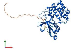 AlphaFold protein structure predicition of Human Recombinant PRKX Protein, UniprotID P51817
