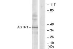 Western blot analysis of extracts from K562 cells, using AGTR1 Antibody. (Angiotensin II Type-1 Receptor anticorps  (AA 101-150))