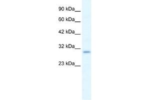P2RX7 antibody used at 1. (P2RX7 anticorps  (N-Term))