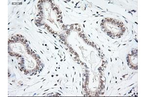 Immunohistochemistry (IHC) image for anti-Neurotrophin 3 (NTF3) (AA 139-257) antibody (ABIN1490920)