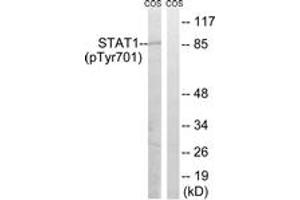 Western blot analysis of extracts from COS7 cells, using STAT1 (Phospho-Tyr701) Antibody. (STAT1 anticorps  (pTyr701))