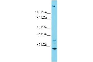 Host: Rabbit Target Name: INTS1 Sample Type: Fetal Liver lysates Antibody Dilution: 1. (INTS1 anticorps  (N-Term))