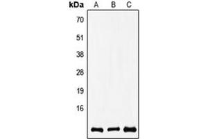 Western blot analysis of COX8A expression in A549 (A), SP2/0 (B), rat brain (C) whole cell lysates. (COX8A anticorps  (N-Term))