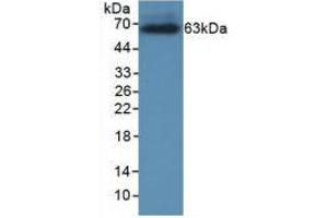 Figure 1. (CRHBP anticorps  (AA 25-322))