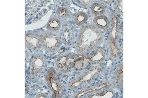 Immunohistochemical staining (Formalin-fixed paraffin-embedded sections) of human kidney with OCLN monoclonal antibody, clone CL1608  shows membranous positivity in renal tubules.