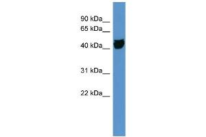 WB Suggested Anti-OR1S1 Antibody Titration: 0.