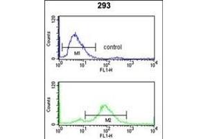 TNPO1 Antibody (N-term) (ABIN650673 and ABIN2838346) flow cytometry analysis of 293 cells (bottom histogram) compared to a negative control cell (top histogram).