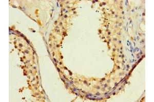 Immunohistochemistry of paraffin-embedded human testis tissue using ABIN7162702 at dilution of 1:100 (PAXIP1 anticorps  (AA 613-812))