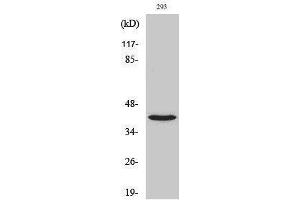 Western Blotting (WB) image for anti-NBPF1,9,10,12,14,15,16,20 (C-Term) antibody (ABIN3185770) (NBPF1,9,10,12,14,15,16,20 (C-Term) anticorps)