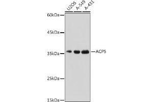 Western blot analysis of extracts of various cell lines, using  antibody (ABIN3016195, ABIN3016196, ABIN3016197, ABIN1678542 and ABIN6219616) at 1:500 dilution.