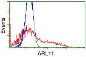 Image no. 1 for anti-ADP-Ribosylation Factor-Like 11 (ARL11) antibody (ABIN1496714) (ARL11 anticorps)