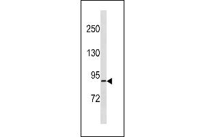 RPS6KA4 Antibody (Center) (ABIN1881766 and ABIN2843268) western blot analysis in  cell line lysates (35 μg/lane).