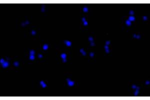 Immunofluorescence staining of 293F cells with ABIN7193151 at 1:100, counter-stained with DAPI. (HA-Tag anticorps)