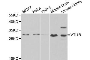 Western blot analysis of extracts of various cell lines, using VTI1B antibody. (VTI1B anticorps)
