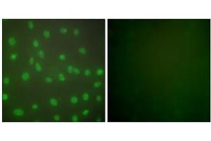 Immunofluorescence analysis of NIH/3T3 cells, using HDAC1 antibody (ABIN5976420). (HDAC1 anticorps  (C-Term))