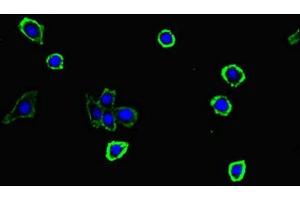 Immunofluorescent analysis of HepG2 cells using ABIN7166087 at dilution of 1:100 and Alexa Fluor 488-congugated AffiniPure Goat Anti-Rabbit IgG(H+L) (S100G anticorps  (AA 1-66))