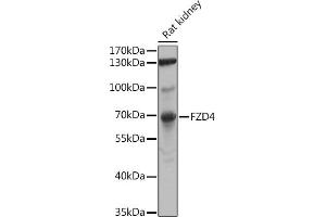 Western blot analysis of extracts of Rat kidney, using FZD4 antibody (ABIN6131550, ABIN6140841, ABIN6140842 and ABIN6224186) at 1:1000 dilution. (FZD4 anticorps  (AA 37-222))