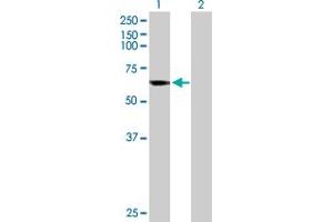Western Blot analysis of CYP4B1 expression in transfected 293T cell line by CYP4B1 MaxPab polyclonal antibody. (CYP4B1 anticorps  (AA 1-512))