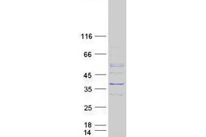 Validation with Western Blot (KYNU Protein (Transcript Variant 2) (Myc-DYKDDDDK Tag))