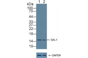 Knockout Varification: Lane 1: Wild-type K562 cell lysate, Lane 2: GAL1 knockout K562 cell lysate, Predicted MW: 15kd Observed MW: 15kd Primary Ab: 1 μg/mL Rabbit Anti-Human GAL1 Antibody Second Ab: 0.