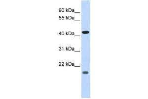 Western Blotting (WB) image for anti-Inhibitor of Growth Family, Member 3 (ING3) antibody (ABIN2458019) (ING3 anticorps)