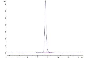 The purity of Human uPAR is greater than 95 % as determined by SEC-HPLC.