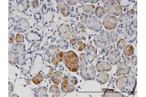 Image no. 1 for anti-Angiopoietin 4 (ANGPT4) (AA 25-112) antibody (ABIN599558) (Angiopoietin 4 anticorps  (AA 25-112))