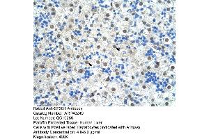 Rabbit Anti-SF3B1 Antibody  Paraffin Embedded Tissue: Human Liver Cellular Data: Hepatocytes Antibody Concentration: 4. (SF3B1 anticorps  (N-Term))