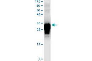 Image no. 2 for Tumor Necrosis Factor (Ligand) Superfamily, Member 4 (TNFSF4) (AA 52-183) protein (His-DYKDDDDK-Strep II Tag) (ABIN1323245)
