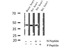 Western blot analysis of Phospho-GATA4 (Ser262) expression in various lysates (GATA4 anticorps  (pSer262))