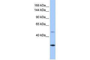 WB Suggested Anti-CLMN Antibody Titration: 0. (CLMN anticorps  (C-Term))