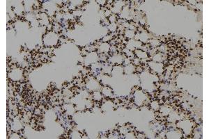 ABIN6279755 at 1/100 staining Mouse lung tissue by IHC-P. (RGS17 anticorps  (N-Term))