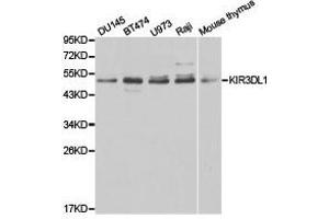 Western Blotting (WB) image for anti-Killer Cell Immunoglobulin-Like Receptor, three Domains, Long Cytoplasmic Tail, 1 (KIR3DL1) antibody (ABIN1873417) (KIR3DL1 anticorps)