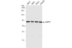 WB Image GSPT1 antibody detects GSPT1 protein by western blot analysis. (GSPT1 anticorps)