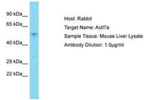 Image no. 1 for anti-Actin-Like 7A (ACTL7A) (AA 231-280) antibody (ABIN6750339)