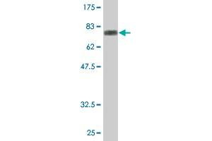 Western Blot detection against Immunogen (69.
