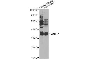Western blot analysis of extracts of various cell lines, using WNT7A Antibody (ABIN6292487) at 1:1000 dilution. (WNT7A anticorps)